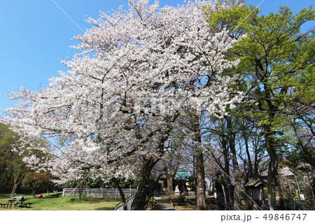 芦花公園の桜 芦花公園の桜 49846747