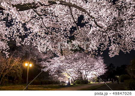 愛知県 名城公園 夜桜イメージの写真素材