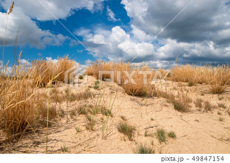 Dry grass in desert area against the backdrop sky Dry grass in desert area against the backdrop sky 49847154