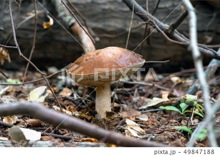 Mushroom leccinum in the forest, close up. Mushroom leccinum in the forest, close up. 49847188
