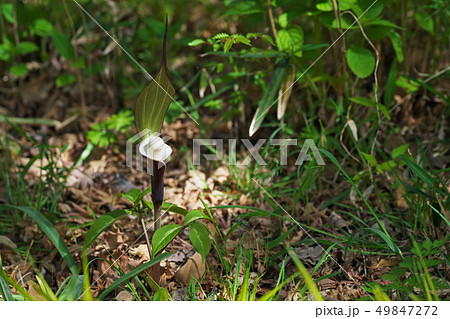 白く丸いユキモチソウの花 49847272
