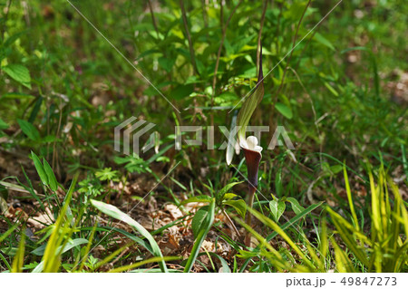 白く丸いユキモチソウの花 49847273