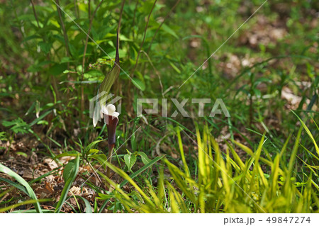 白く丸いユキモチソウの花 49847274