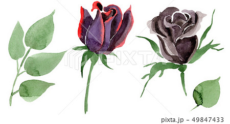 Black rose floral botanical flowers. Watercolor background illustration set. Isolated rose Black rose floral botanical flowers. Watercolor background illustration set. Isolated rose 49847433