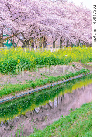 日本の風景「桜並木」 49847592