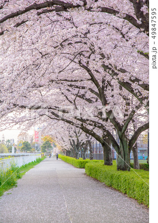日本の風景 桜並木 の写真素材