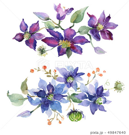 Clematis bouquet floral botanical flowers. Watercolor background set. Isolated bouquets illustration Clematis bouquet floral botanical flowers. Watercolor background set. Isolated bouquets illustration 49847640