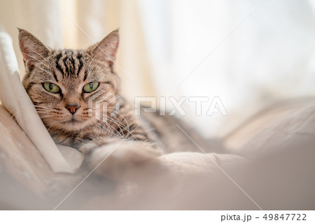 くつろぐねこ 49847722
