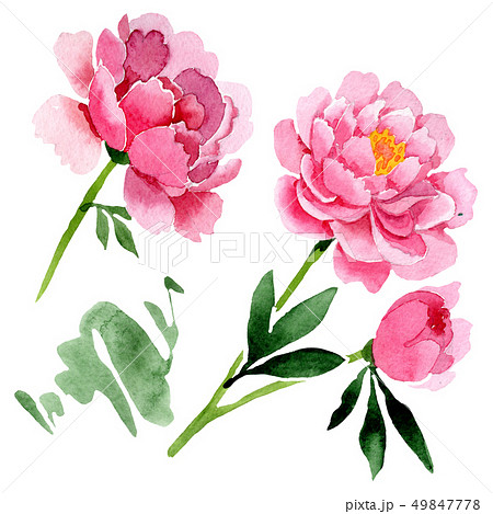 Pink Peony Floral Botanical Flowers Watercolor のイラスト素材 49847778 Pixta