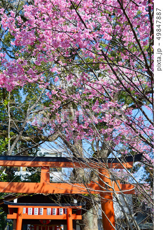 平野神社(京都) 平野神社(京都) 49847887