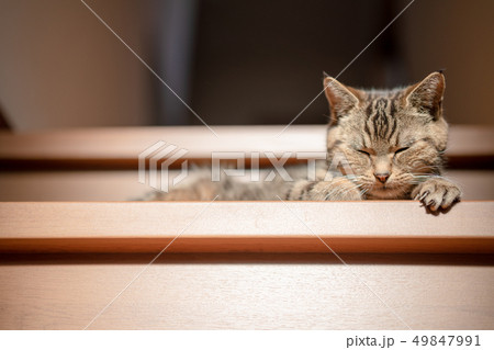 まったりねこ まったりねこ 49847991