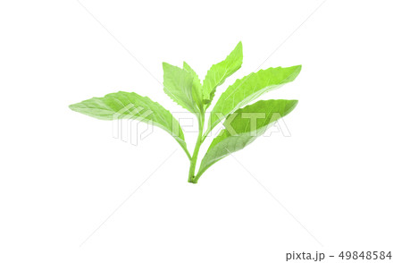 Fresh green leaf on white background Fresh green leaf on white background 49848584