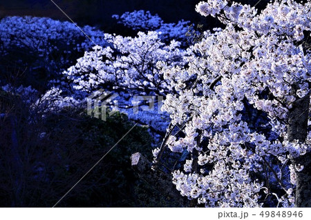 桜　背景素材 49848946