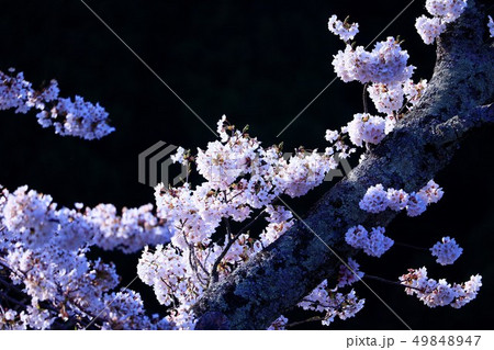 桜 49848947