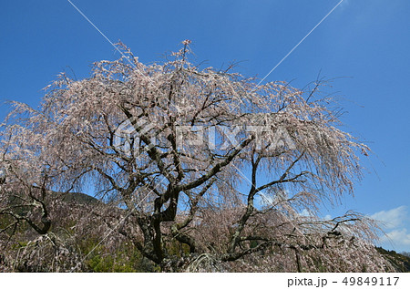本郷の瀧桜 本郷の瀧桜 49849117