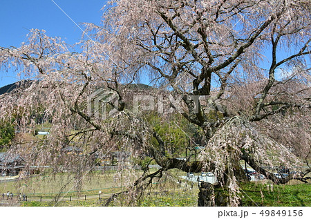 本郷の瀧桜 本郷の瀧桜 49849156