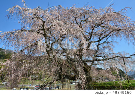 本郷の瀧桜 本郷の瀧桜 49849160