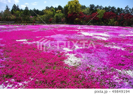 芝桜と青空 芝桜 シバザクラ 芝桜と青空 芝桜 シバザクラ 49849194