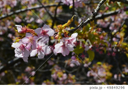 冬桜 49849296