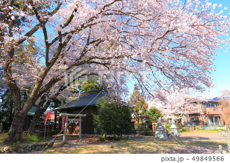あきる野市　出雲神社の桜 49849566