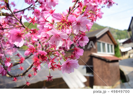 桜と田舎町 49849700