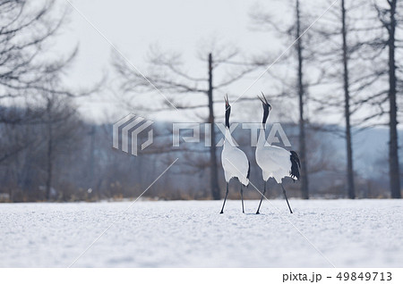 二羽のタンチョウの鳴き交わし（北海道・鶴居） 49849713