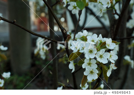 韓国 花 植物 49849843