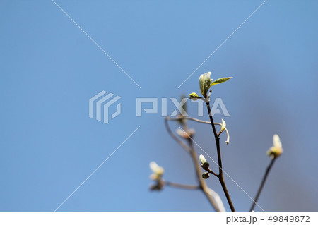 クロモジ 49849872