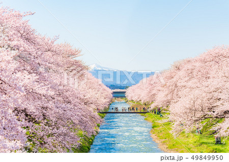 日本の春 富山県 舟川べり 清流沿いの桜並木 日本の春 富山県 舟川べり 清流沿いの桜並木 49849950
