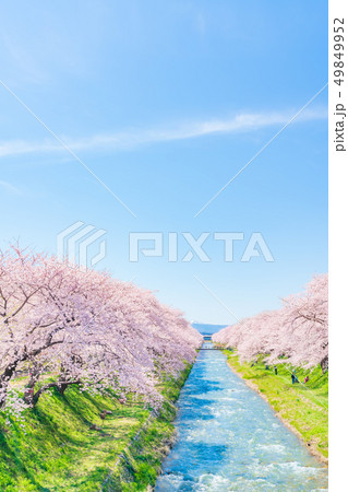 日本の春 富山県 舟川べり 清流沿いの桜並木 日本の春 富山県 舟川べり 清流沿いの桜並木 49849952