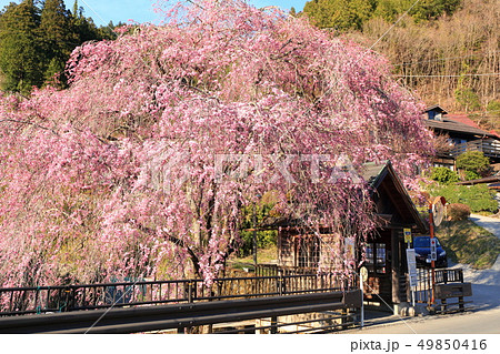 人里バス停のしだれ桜の写真素材