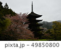 国宝瑠璃光寺五重塔とさくら 49850800
