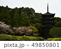 国宝瑠璃光寺五重塔とさくら 49850801