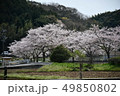 秋芳洞の近くのさくら 49850802