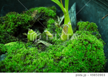Green moss in nature that growing in the orchid Green moss in nature that growing in the orchid 49850903