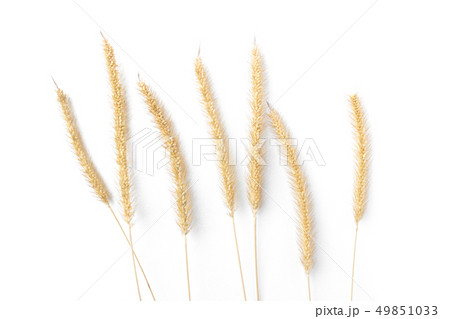 Dry fountain grass isolated on white background 49851033