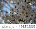 さくら 49851335