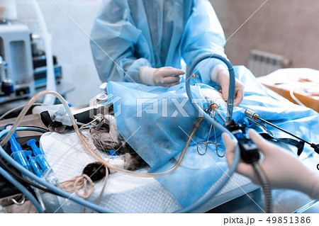 veterinarian or doctors doing surgery in the 49851386