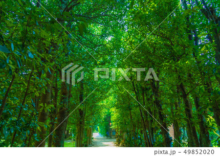 沖縄の景色 沖縄の景色 49852020