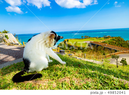 沖縄の景色 49852041