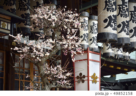 梅　盆栽　大阪天満宮 49852158