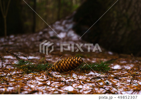 fir cone on the snow in the spring forest fir cone on the snow in the spring forest 49852307