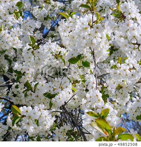Spring flowers. Beautifully blossoming tree Spring flowers. Beautifully blossoming tree 49852508