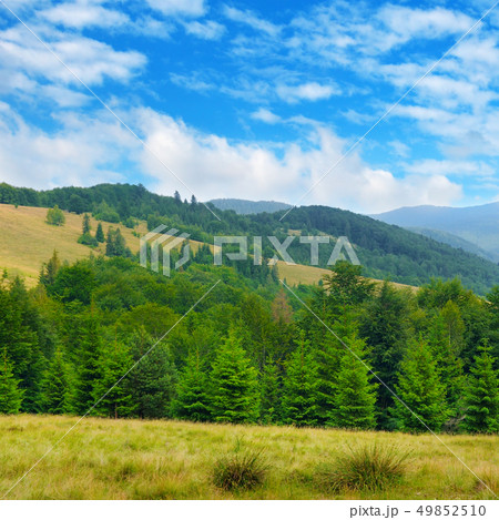 Slopes of mountains, coniferous trees and clouds Slopes of mountains, coniferous trees and clouds 49852510