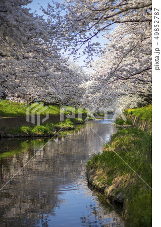 五条川の桜 五条川の桜 49852787