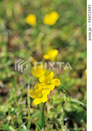 カタバミの花 49852985