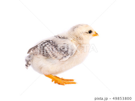Small chicken isolated on white background. Newborn chicken with clipping path. Small chicken isolated on white background. Newborn chicken with clipping path. 49853800