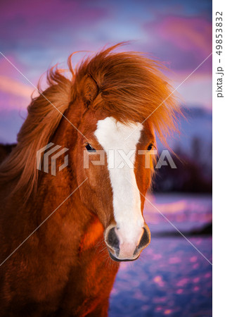 Beautiful red horse with long mane. Portrait of an Icelandic horse on a sunset background. 49853832
