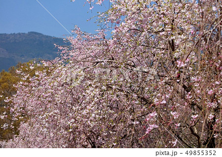桜 49855352