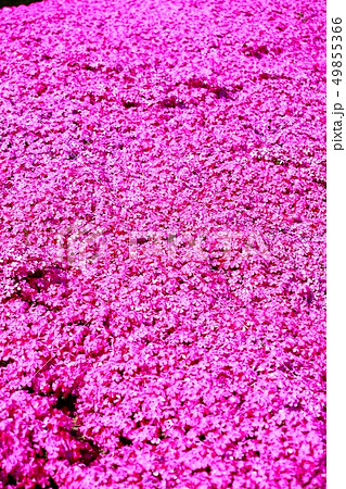 芝桜 49855366